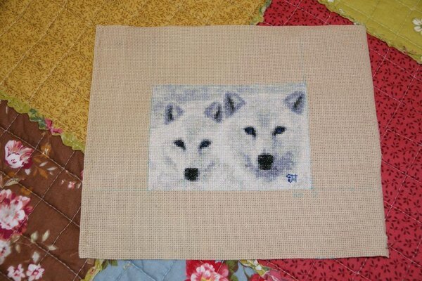 Волки - примета работает!