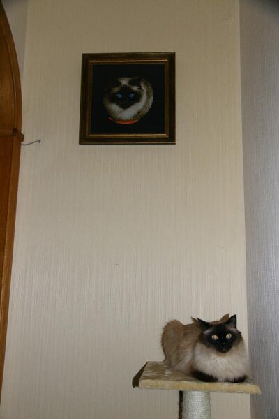 Кот Маркиз и его портрет!