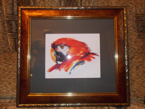 Серия "Взгляд"от Vervaco
"Взгляд попугая"