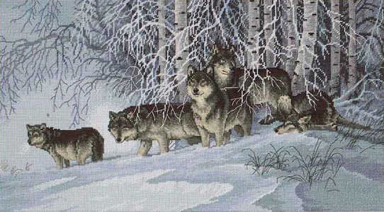 103604 8137a 43381966  u0651f