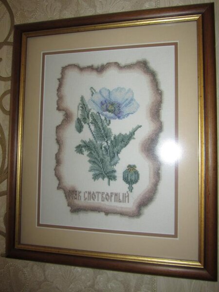 Мак снотворный