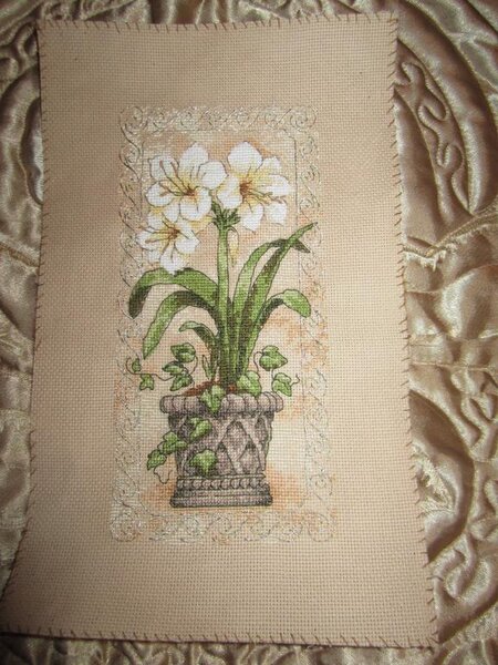 Амариллис в цвету (Dimensions)