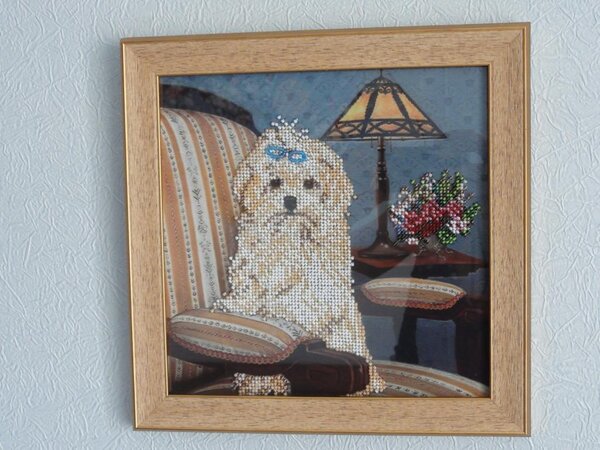 Мальтийская болонка, дома у нас такой же!