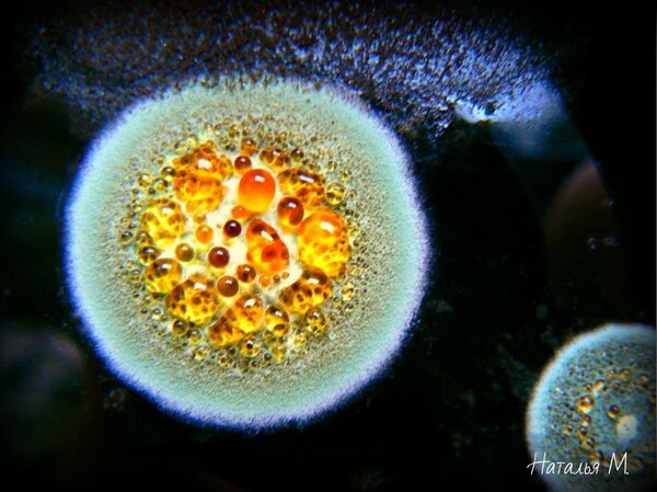 эта штука жила в забытом нами чайнике с заваркой..мы звали её Марго..