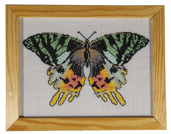 БАБОЧКА ХИСИРИДИЯ МАДАГАСКАРСКАЯ