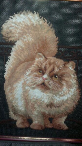"Персидский кот".