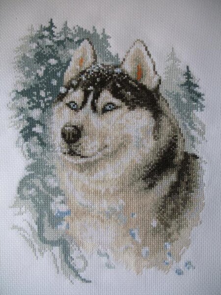 "Верный хаски".