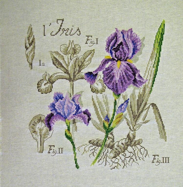 Ирис от Vеrоniquе Еngingеr из серии "Ботаника"