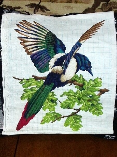 Сорока  длиннохвостая. Золотое руно.