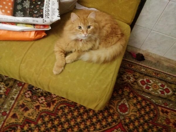 Марточка-кошка для моего мужа. Взята с мини-приюта.