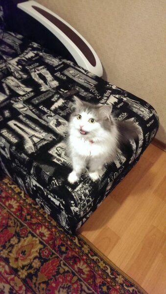 Это кошка по имени Душечка, но по характеру-редкостная стерва. Спасена котенком из колодца.