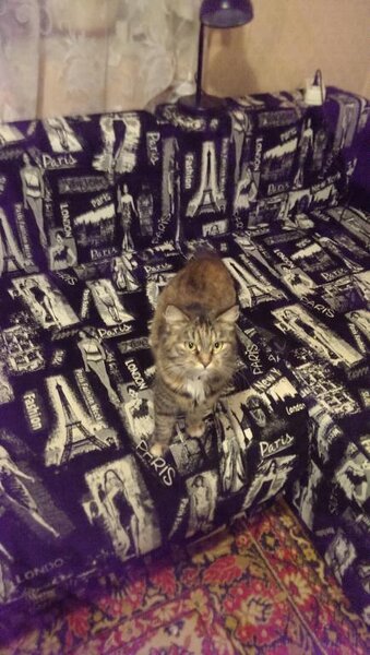 Матильда. Была сбита машиной. Все перешагивали. Я -не смогла.Подобрана, вылечена. Теперь радует нас  своим мурлыканьем!