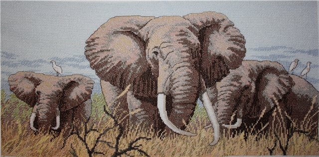 слоны Дим