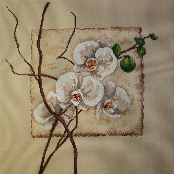 орхидеи от Дим