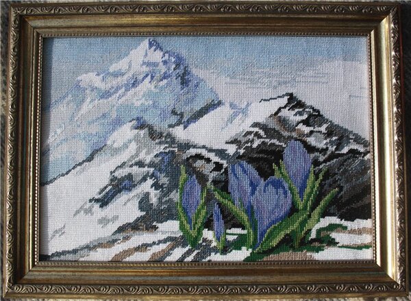 крокусы в альпах