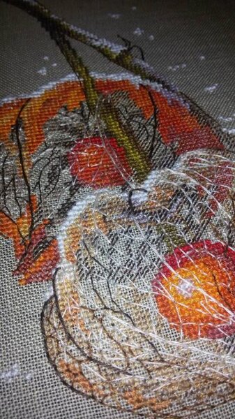 12418036 998810053490744 5222229562830779774 n