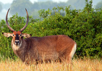 (565)waterbuck.jpg