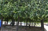 DSC_0165 Липовая терраса, деревья выстрижены так, что под ними можно спрятаться от непогоды..jpg