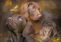 lab in autumn (large format).JPG