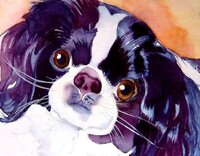 japanese chin.JPG