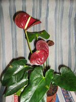 Антуриум OTAZU.jpg