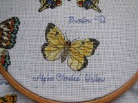 робин для Тони.jpg