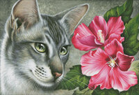 Hibiscus GARMASHOVA 79521.jpg