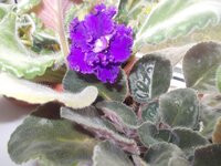 Изображение 287903.jpg