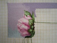 Пионы 27 апреля.jpg