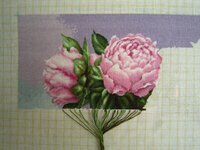 Пионы 9мая.jpg