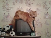 2013-12-18 19.29.15.jpg