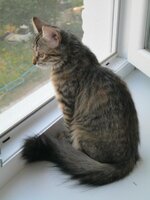 Плюша и К 002.jpg