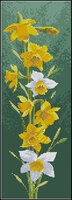 Heritage JCDF469-Daffodils.jpg