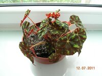 20 Бегония.jpg