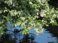 Богуслав 073.jpg