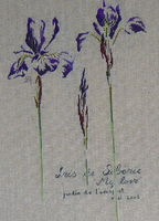 MTSA Siberian Iris.gif