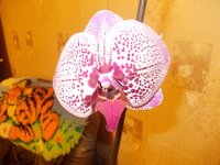 Изображение 287906.jpg