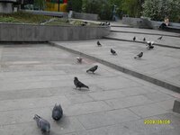 голуби.jpg