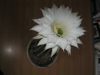 кактусы 005.jpg