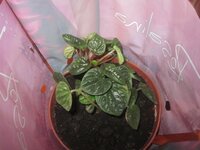 Изображение 2856.jpg