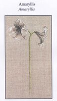 XC 0995 Amaryllis.jpg