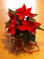 пуансетия.jpg