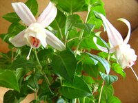 Фуксия Изабель.jpg