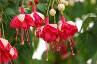 Elke Pardon (новинка из Бельгии).jpg