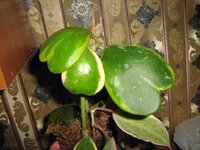 хойя Керри.jpg