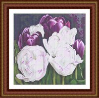 FR 344 Feathered Tulips.jpg