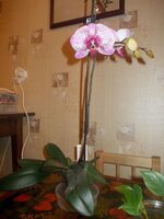 Изображение 287935.jpg