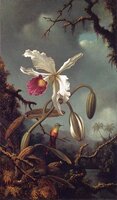 Resize of Martin Johnson Heade (1819 - 1904) - White Brazilian Orchid.jpg