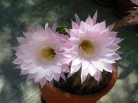 эхинопсис 2015.JPG