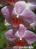 575 Pink phals.jpg
